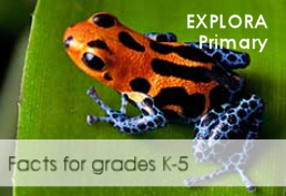 EXPLORA Primary - Facts for grades K-5 [photo of frog]