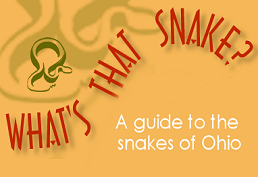 What's That Snake? A guide to the snakes of Ohio